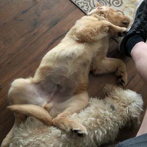 Meet your Posher, Richard